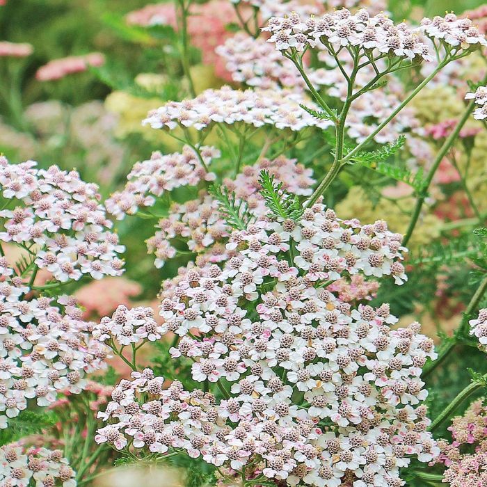 L'Achillea Millefoglie (Achillea filipendulina) è un fiore con infiorescenze piatte che possono essere recise ed essiccate Acquista i semi su Bestprato.com