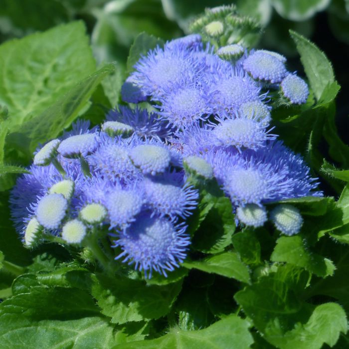 Semi di Agerato Nano Blu (Ageratum houstonianum)