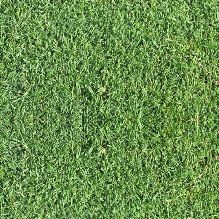 Agrostide Stolonifera Alpha - 11.35 Kg