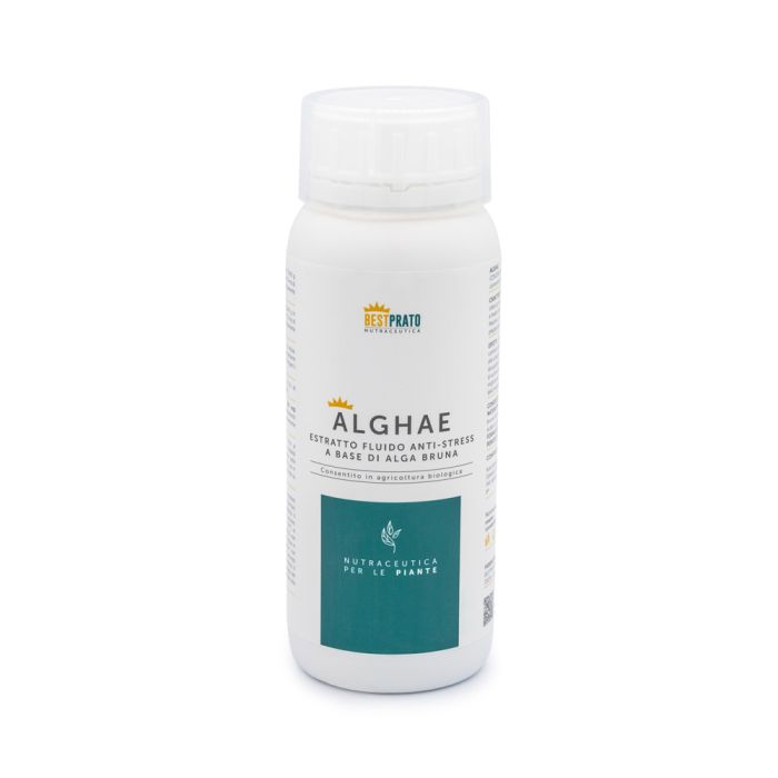 Alghae | Bestprato 500 gr