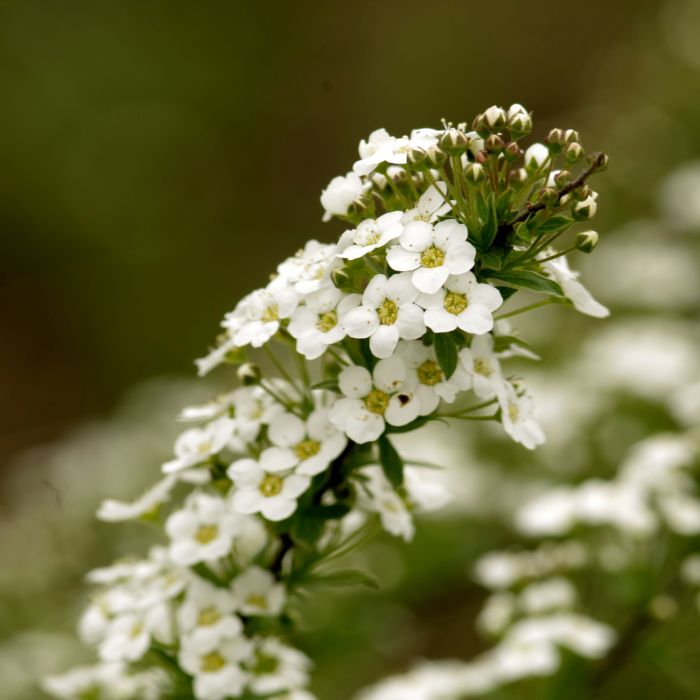 Semi di Alisso Nano (Alyssum maritimum)
