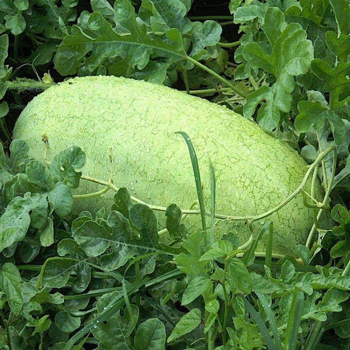 Anguria Charleston Gray | ‎ Bestprato by Hortus