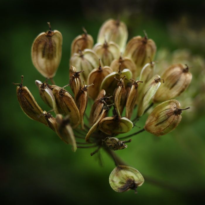 Anice | ‎ Bestprato by Hortus