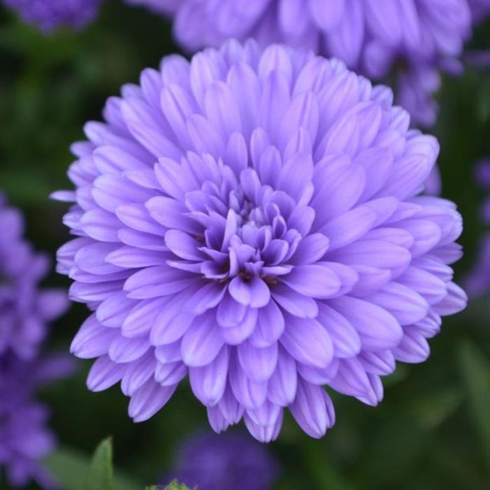 Semi di Astro Gigante della California (Callistephus chinensis)
