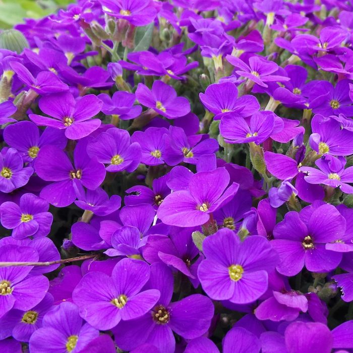 Aubretia Nana Porpora | ‎ Bestprato by Hortus