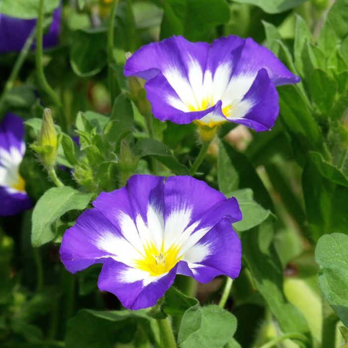 Semi di Bella di Giorno in Mix (Convolvulus tricolor)