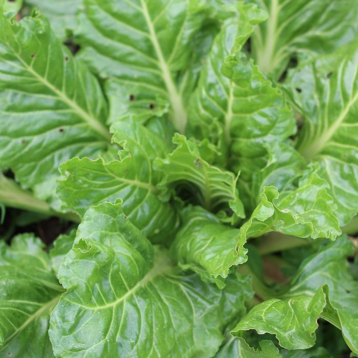 Bietola da Coste Liscia Verde da Taglio | ‎ Bestprato by Hortus