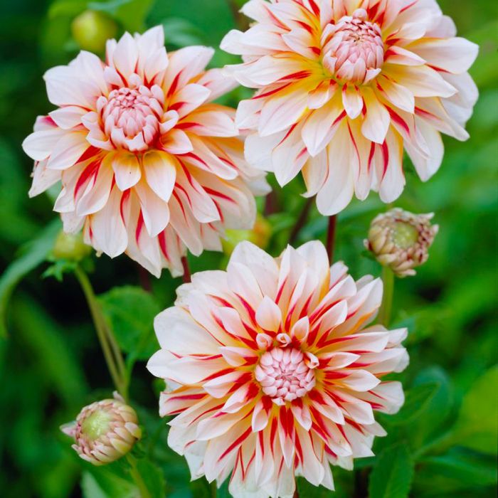 Bulbi di Dalia Caribbean Fantasy