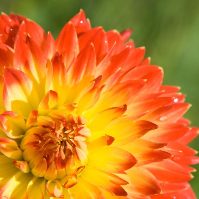 Bulbi di Dalia Procyon