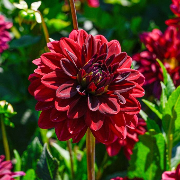 Bulbi di Dalia Arabian Night