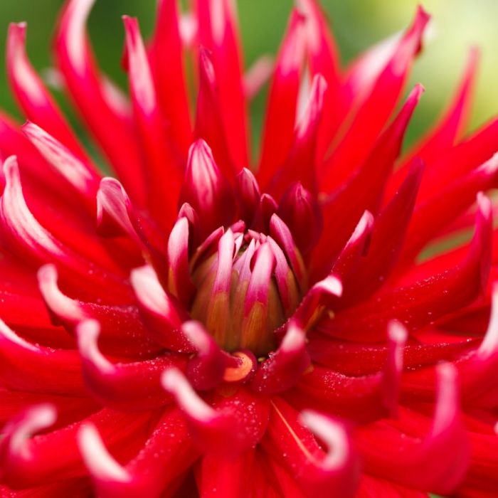 Bulbi di Dalia Friquolet