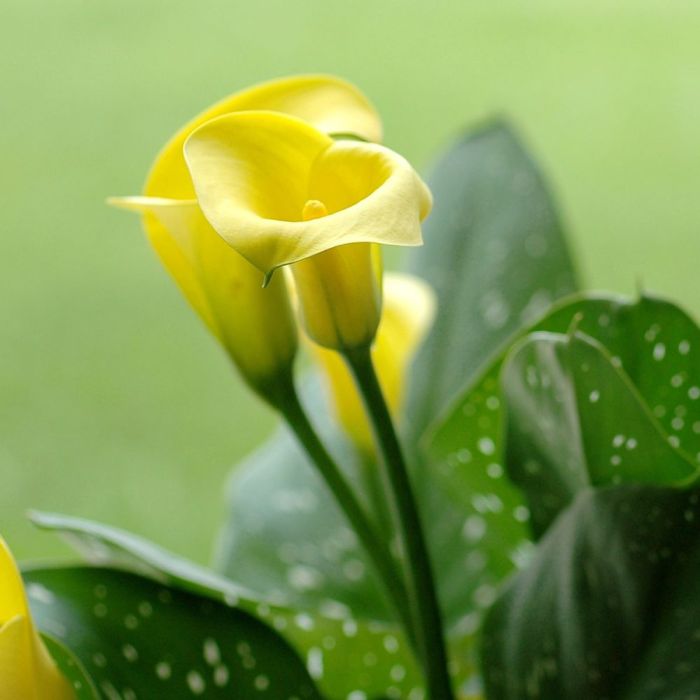 Bulbi di Calla Black Magic