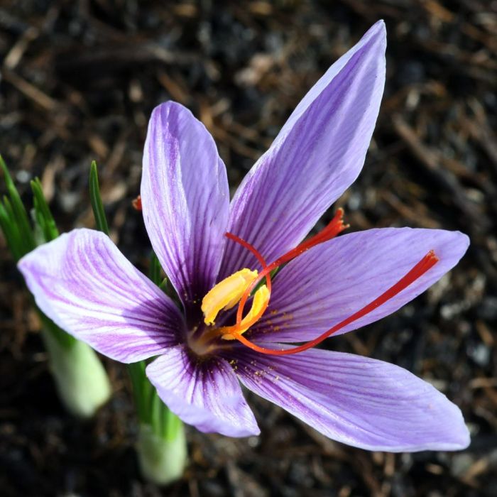 Bulbi di Crocus Sativus Zafferano
