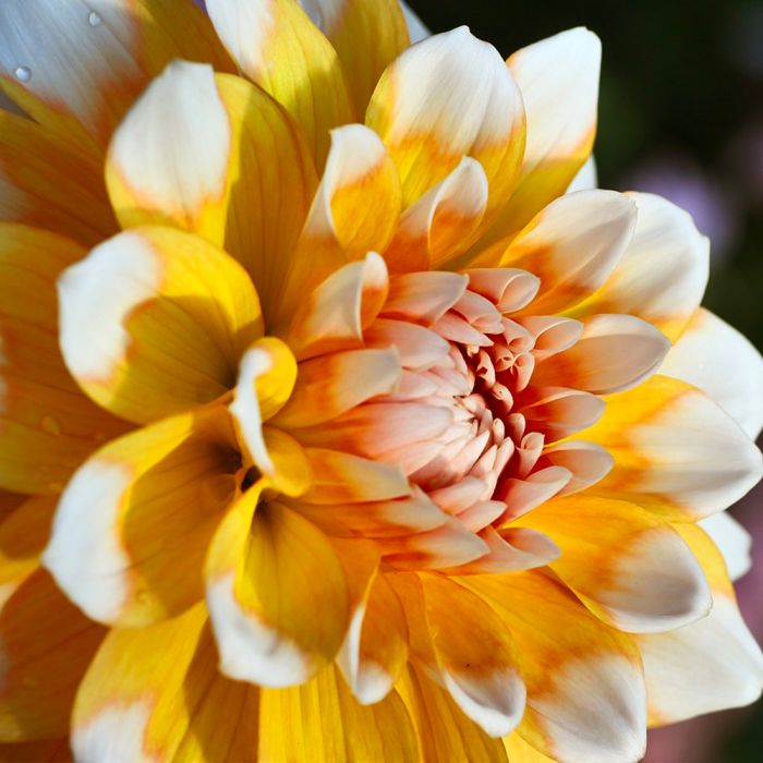 Bulbi di Dalia Seattle