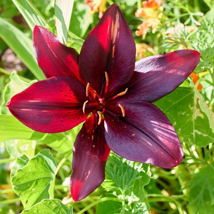 Bulbi di Giglio Nero