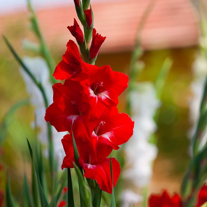 Bulbi di Gladioli Traderhorn