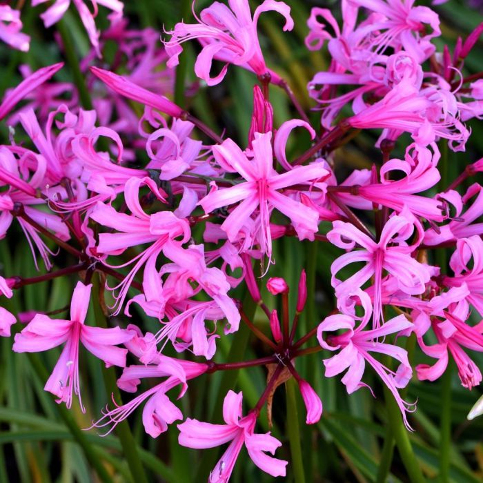 Bulbi di Nerine Bowdenii