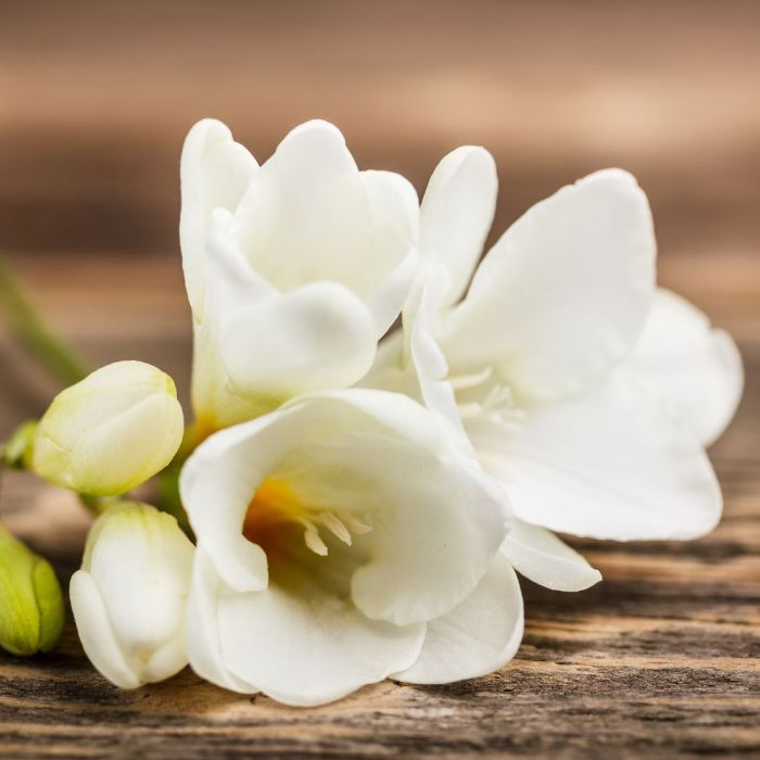 Bulbi di Fresia Doppia Bianca