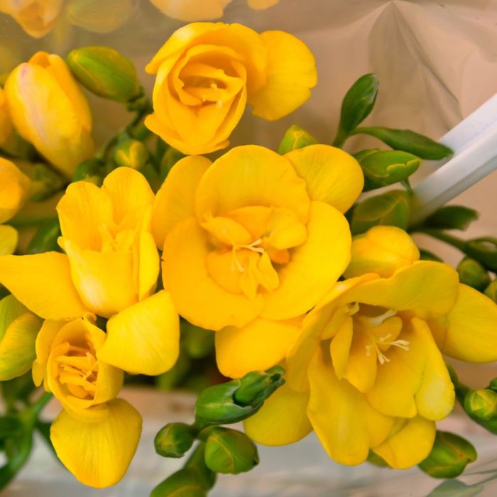 Bulbi di Fresia Gialla