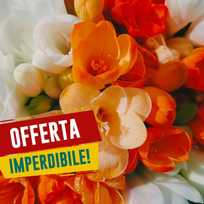 Bulbi di Fresia Doppia in Mix