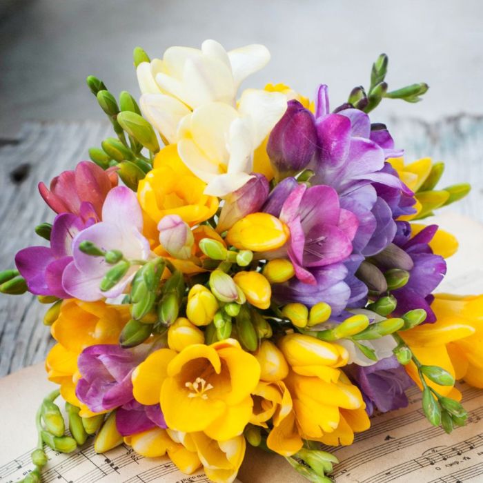 Bulbi di Fresia in Mix