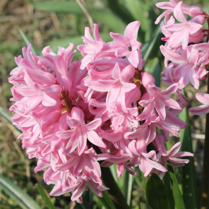 Bulbi di Giacinto Fondant