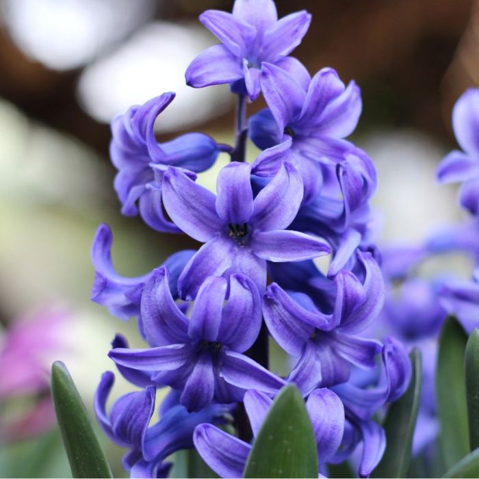 Bulbi di Giacinto Delft Blue