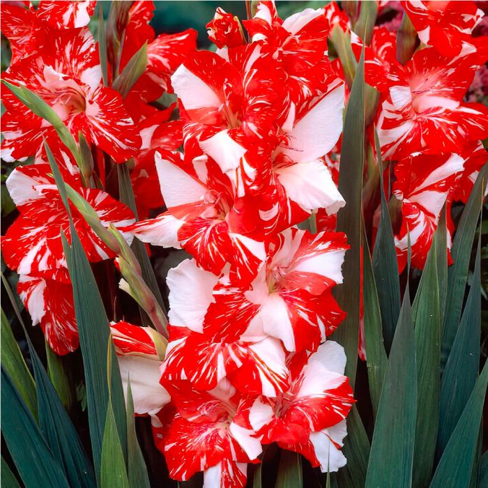 Bulbi di Gladioli Zizanie