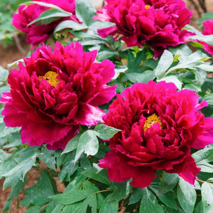 Bulbi di Peonia Karl Rosenfeld