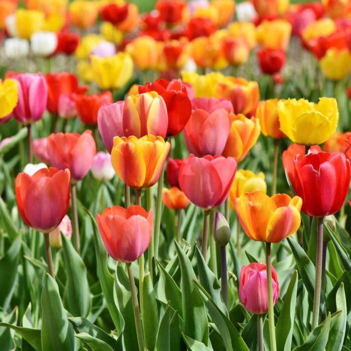 Bulbi di Tulipano Trionfo in Mix