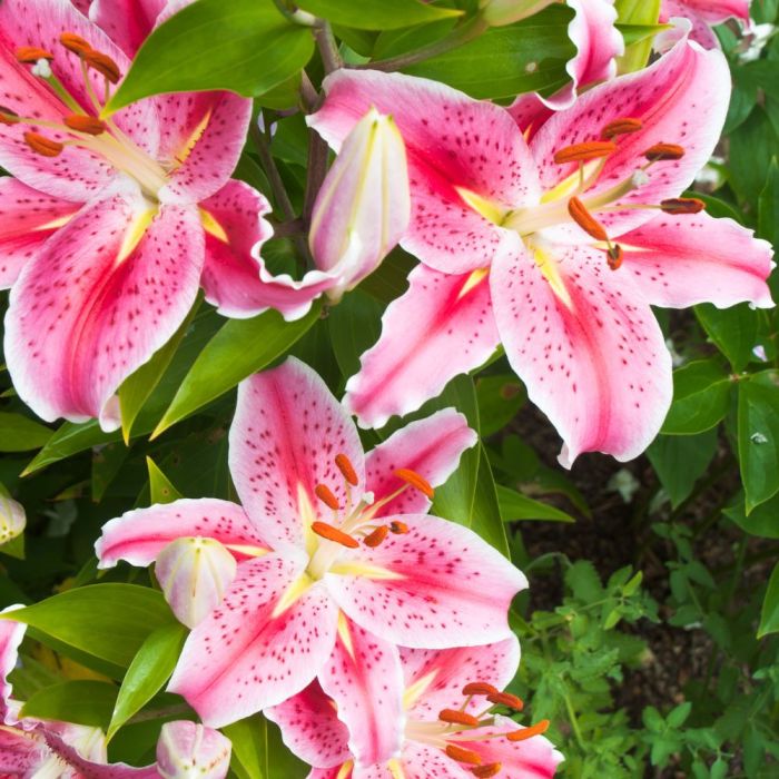 Bulbi di Giglio Stargazer