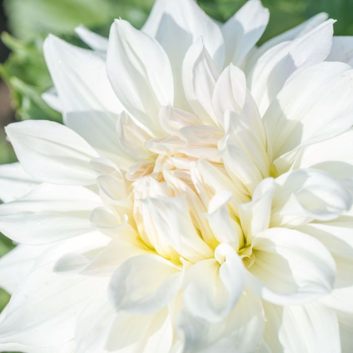 Bulbi di Dalia Fleurel