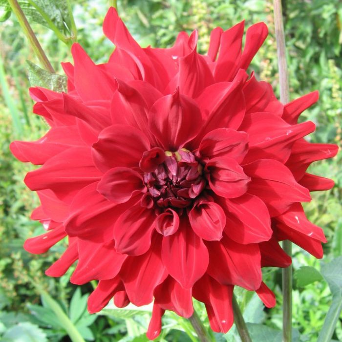 Bulbi di Dalia Garden Wonder