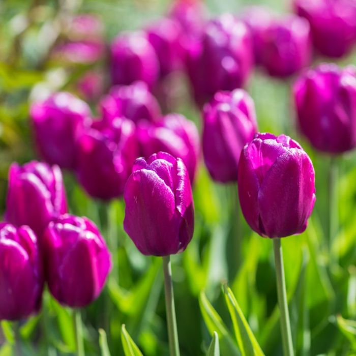 Bulbi di Tulipano Purple Rain