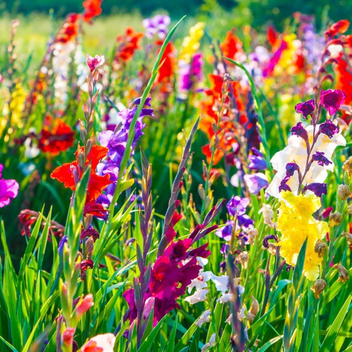Bulbi di Gladioli Grandiflora Mix