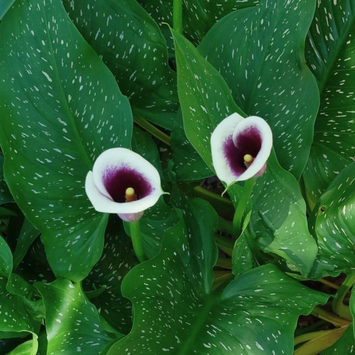 Bulbi di Calla Picasso