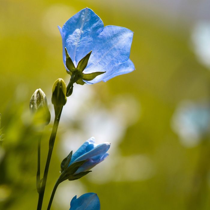 Semi di Campanula Carpatica Bleu (Campanula carpatica)
