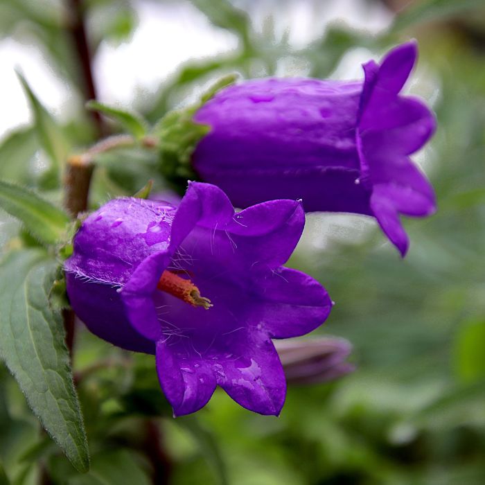 Semi di Campanula Semplice in Mix (Campula grandiflora)