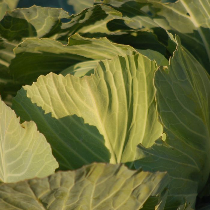 Cavolo Cappuccio Bianco Brunswich | ‎ Bestprato by Hortus