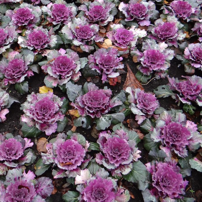 Cavolo Ornamentale | ‎ Bestprato by Hortus 