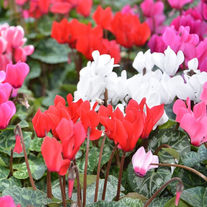 Ciclamino di Persia | ‎ Bestprato by Hortus