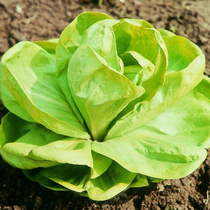 Cicoria Grumolo Bionda | ‎ Bestprato by Hortus