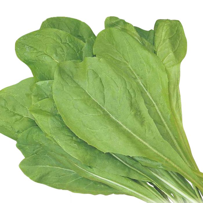 Cicoria da Taglio Bionda a Foglie Larghe | ‎ Bestprato by Hortus