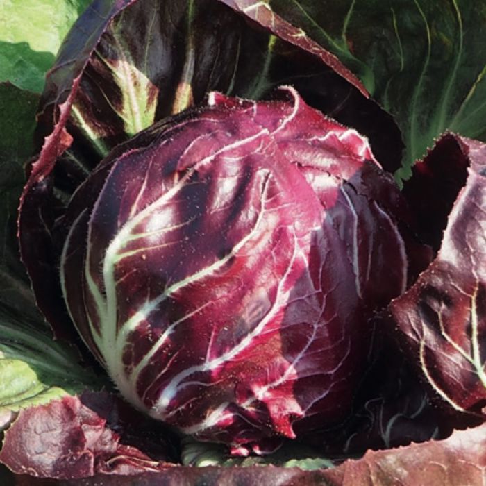 Cicoria Rossa di Verona a Palla | ‎ Bestprato by Hortus