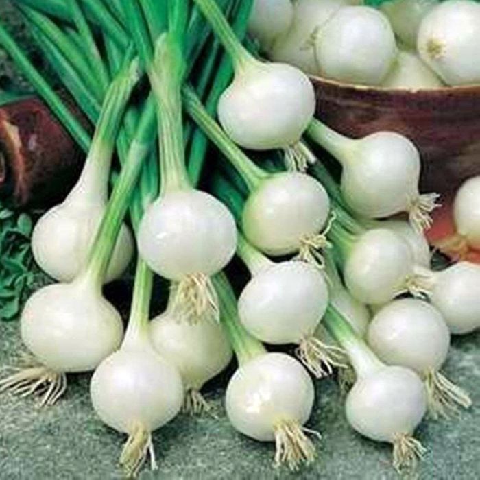 Cipolla Bianca di Barletta | ‎ Bestprato by Hortus