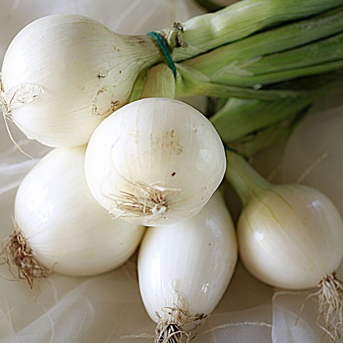 Cipolla Musona | ‎ Bestprato by Hortus