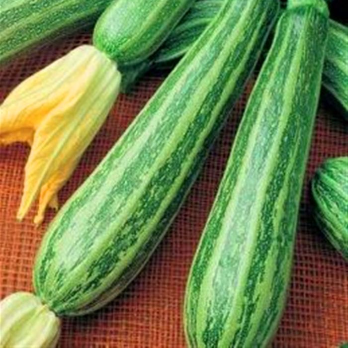Zucchino Alberello di Sarzana | ‎ Bestprato by Hortus