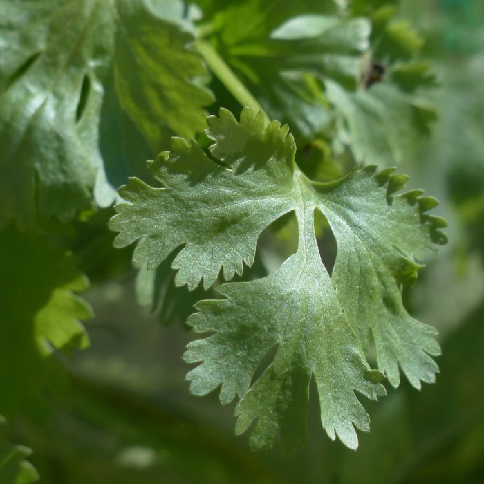 Coriandolo | ‎ Bestprato by Hortus