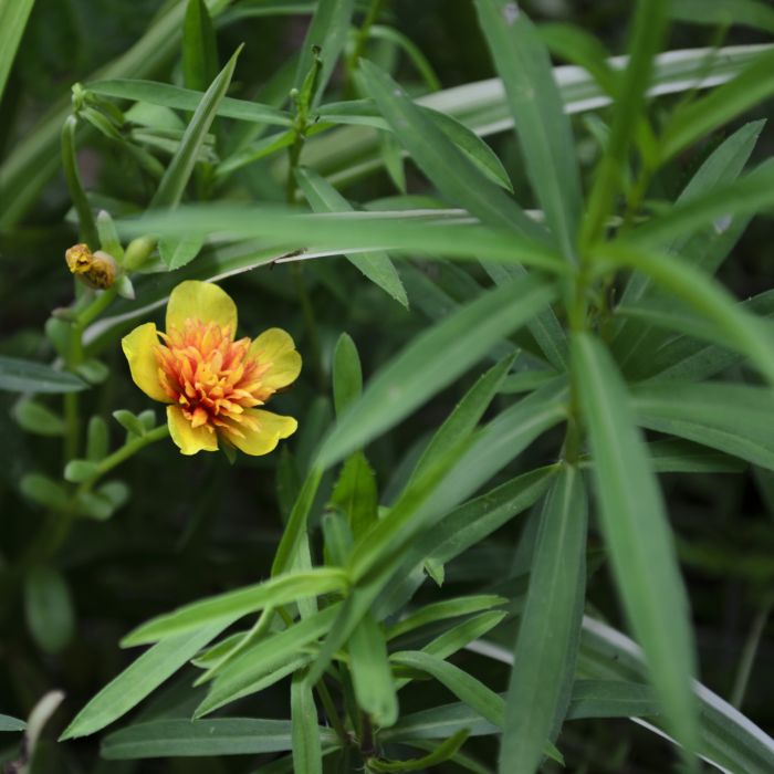 Dragoncello | ‎ Bestprato by Hortus