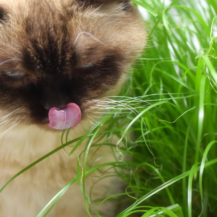 Erba Gatta | ‎ Bestprato by Hortus